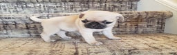 Pug dogs for sale: Pippi - AKC - Ad 3