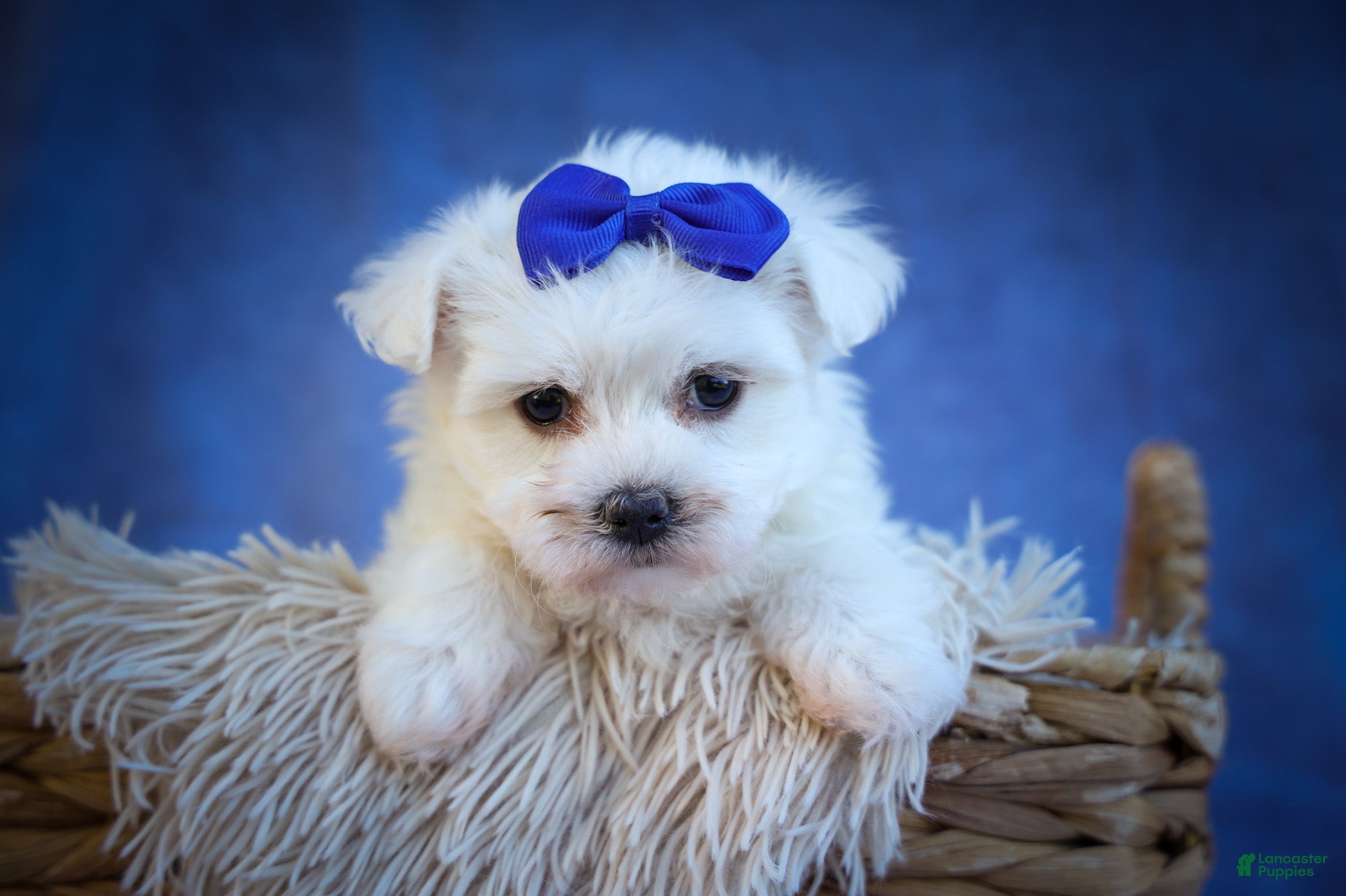 Maltese dogs for sale: Marley🐾 - Ad 1