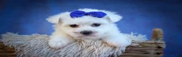 Maltese dogs for sale: Marley🐾 - Ad 3