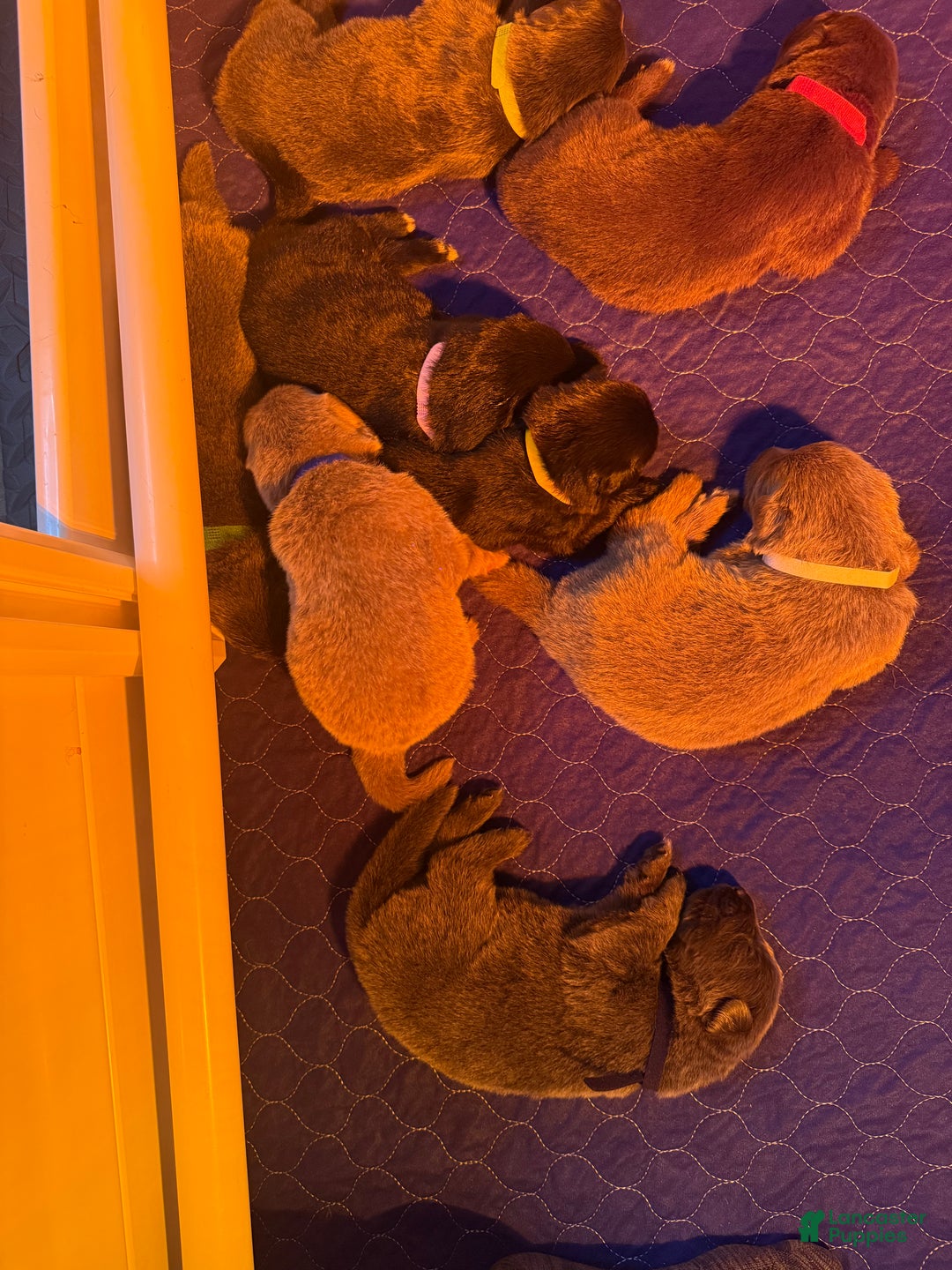 German Shepherd dogs for sale: Candy - Ad 9