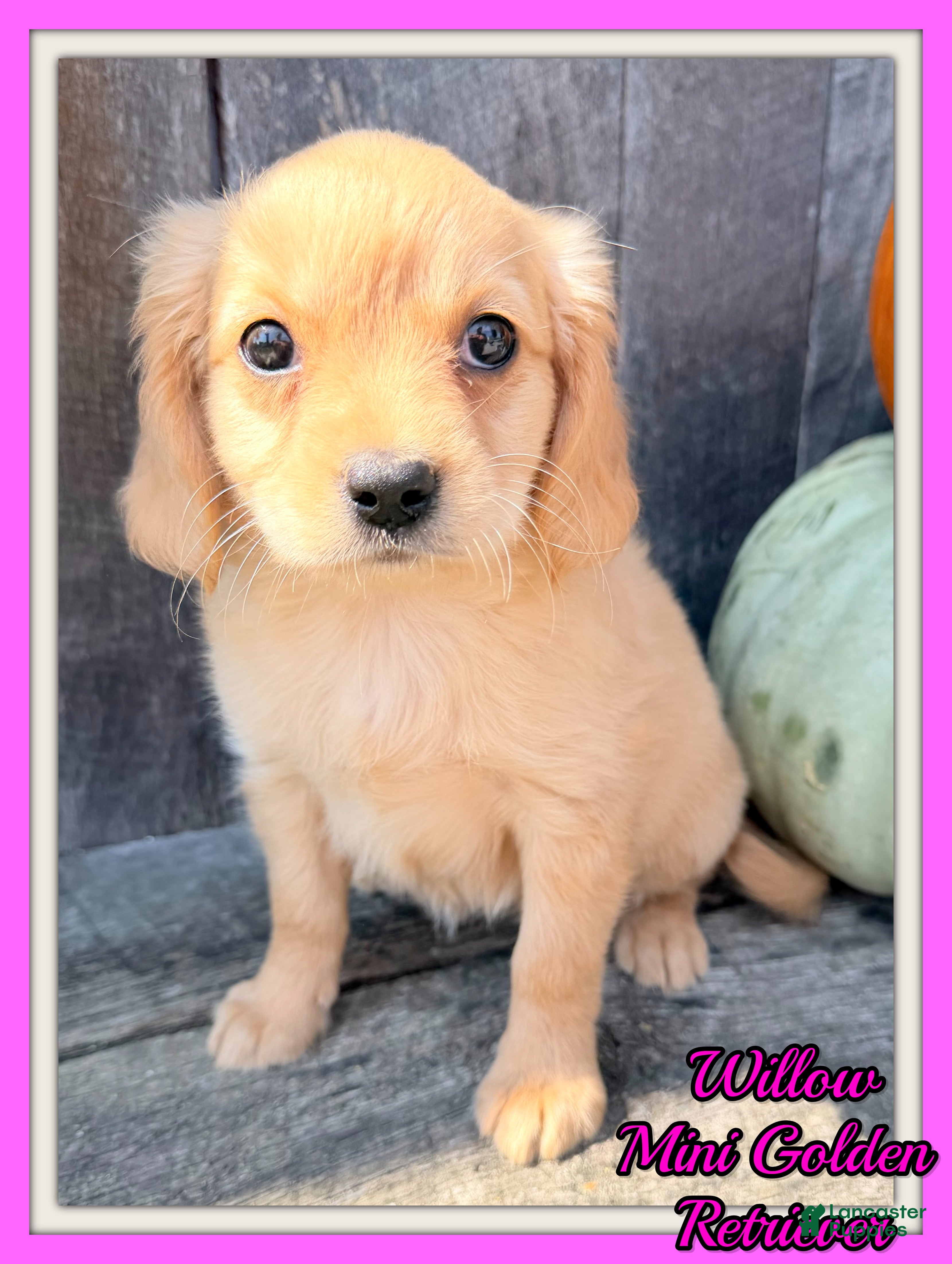 Miniature Golden Retriever dogs Willow Female Mini Golden Retriever - Ad 6