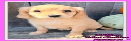 Miniature Golden Retriever dogs for sale: Willow Female Mini Golden Retriever - Ad 1