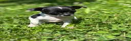 Chihuahua dogs for sale: Marco - Ad 5