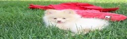 Pomeranian dogs for sale: Teddy  - Ad 7