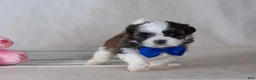 Mixed Breed dogs for sale: Duke - Ad 6