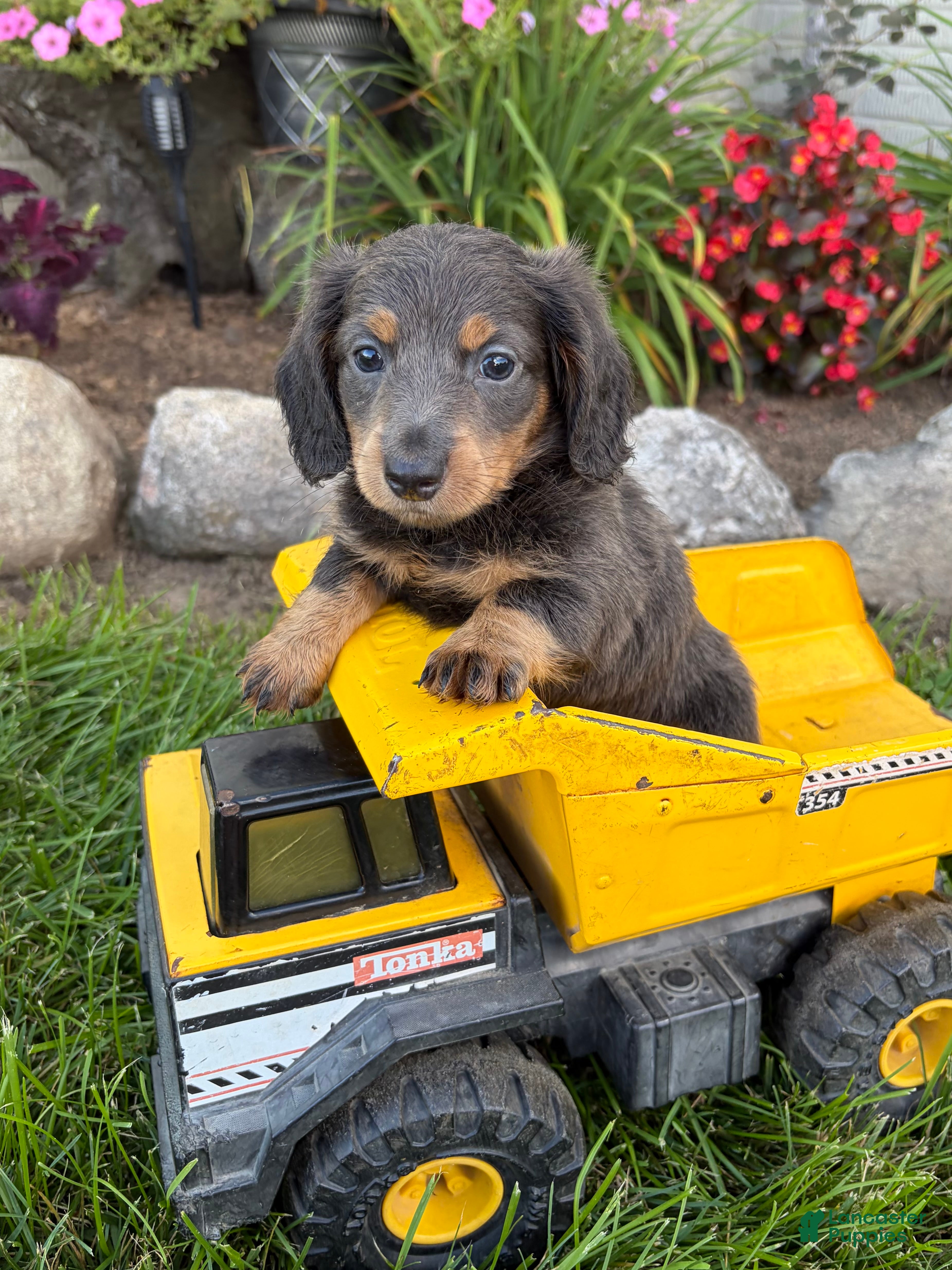 Miniature Dachshund dogs Nash - Ad 2
