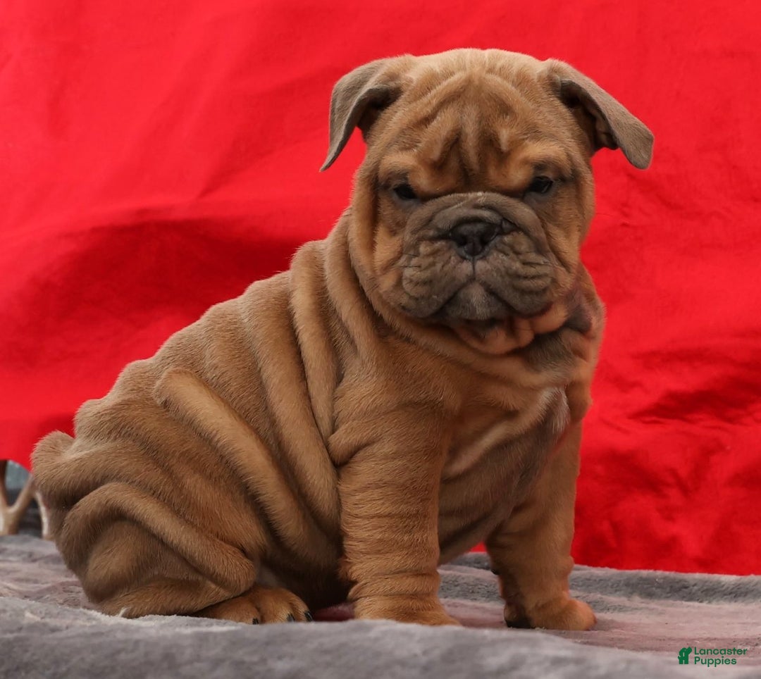 English Bulldog dogs for sale: Scarlett - Ad 5