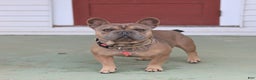 French Bulldog dogs for sale: Brynn - Ad 7