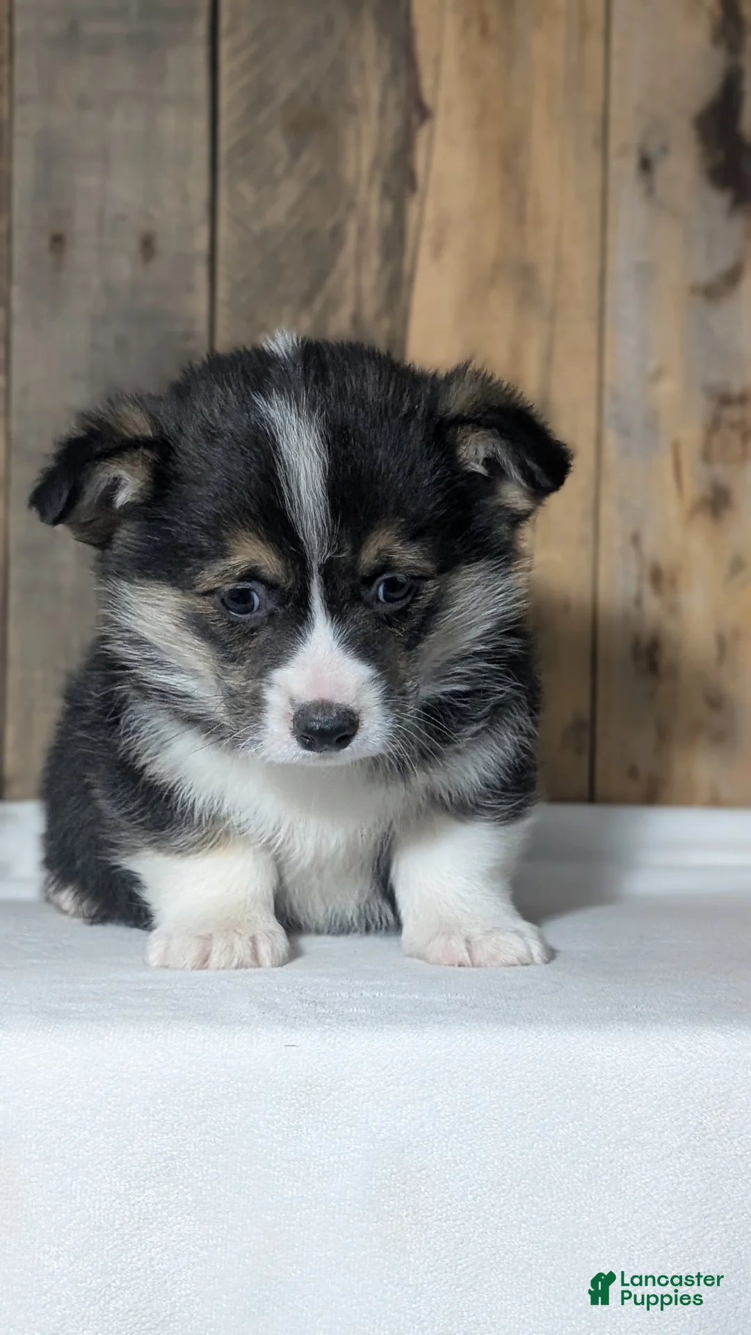 Welsh Corgi Pembroke dogs for sale: Nash - Ad 8