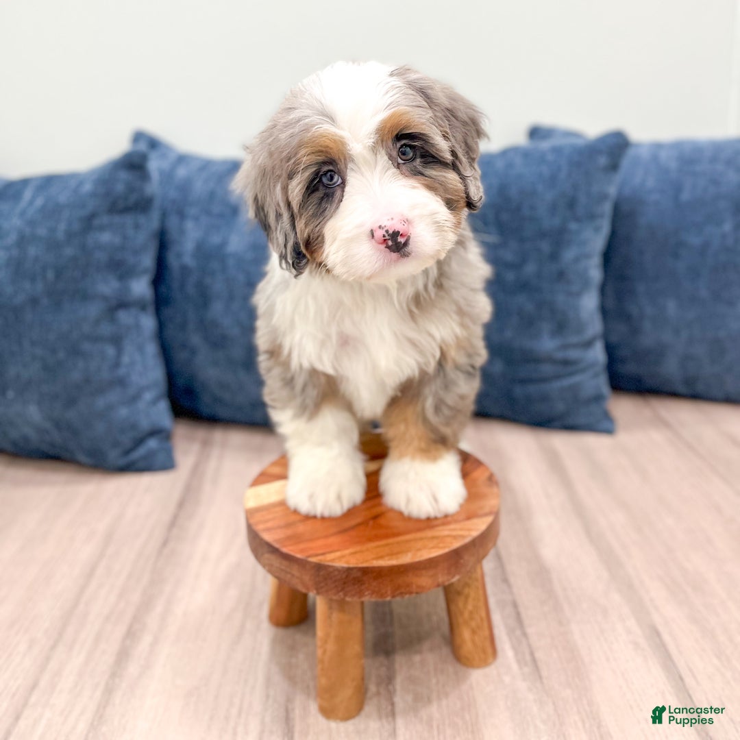 Mini Bernedoodle dogs for sale: Izzy - Ad 2