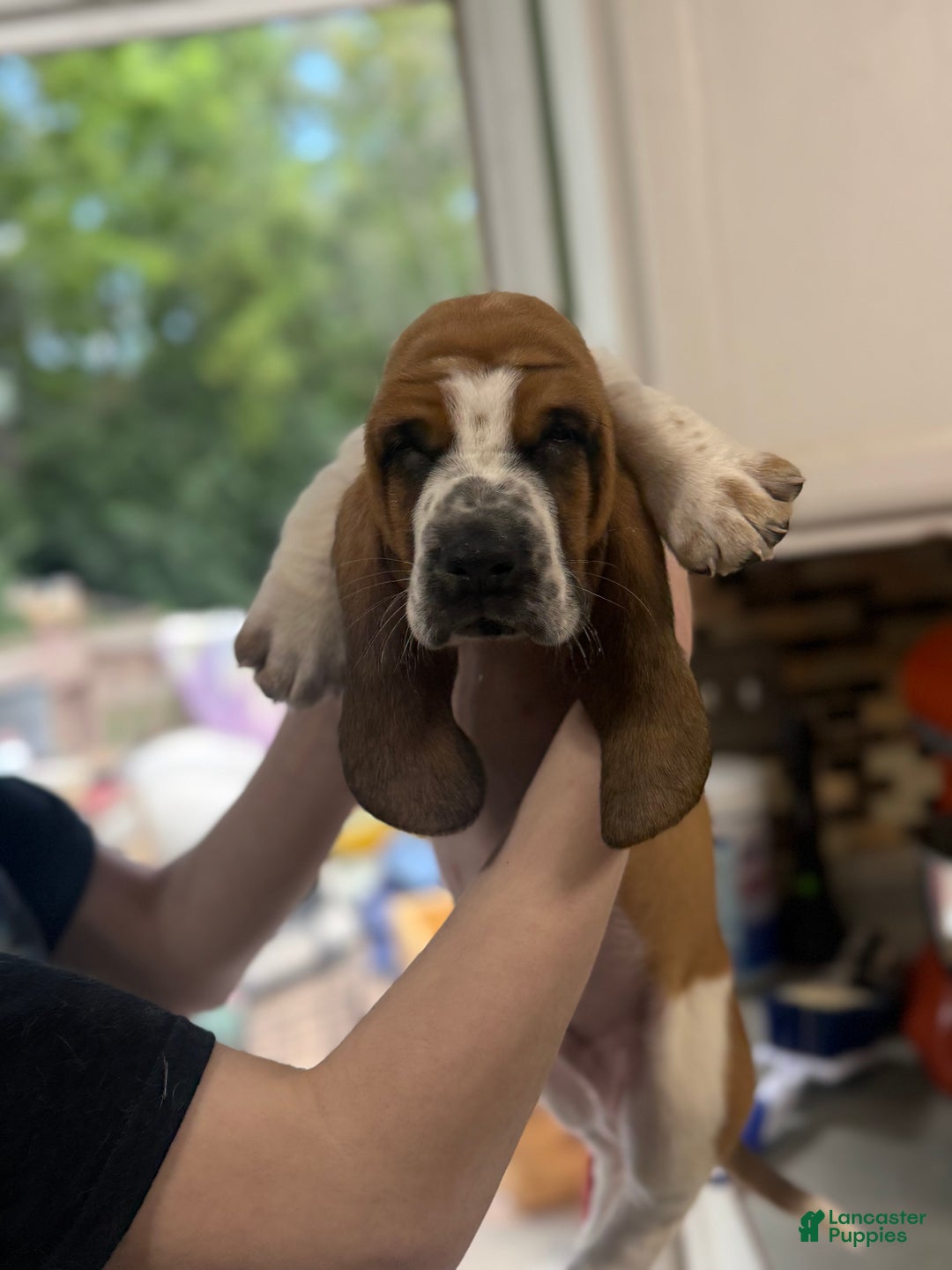 Hound Rescue Miniature Basset Hounds For Sale Near Me Basset Hound