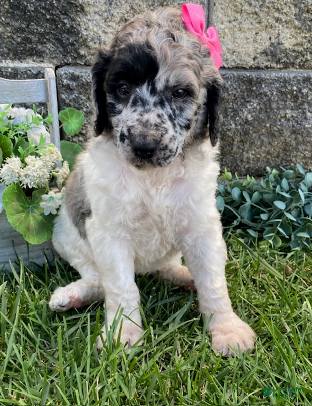 Standard Poodle dogs for sale: Tess- genetic clear - Ad 1