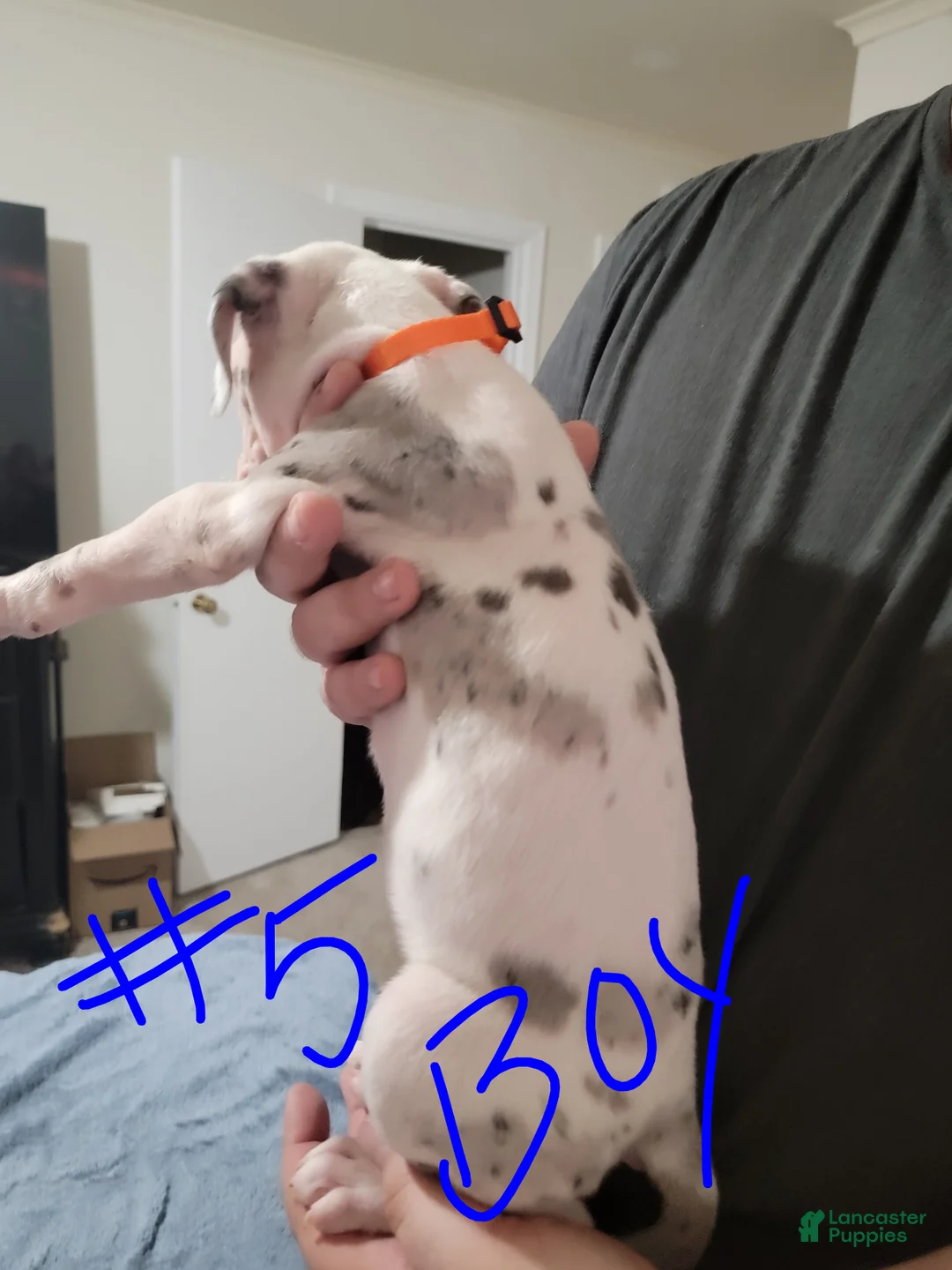 Great Dane dogs for sale: Great Dane Puppy 3 - Ad 2
