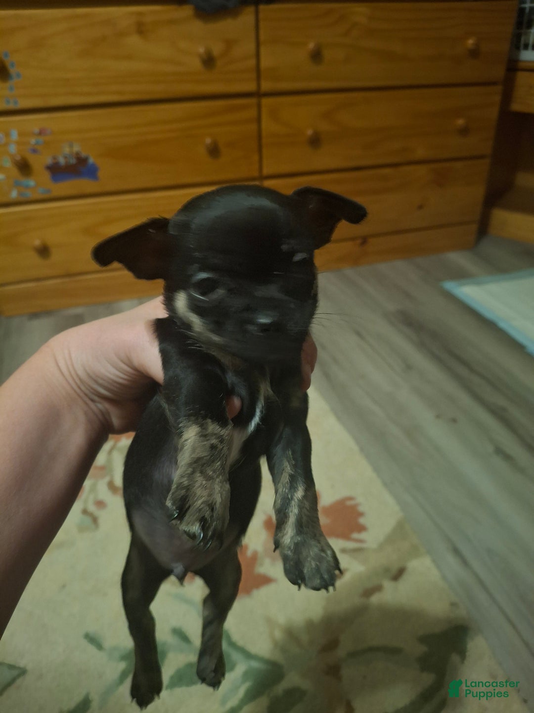 Chihuahua dogs for sale: Chihuahua Puppy 4 - Ad 6