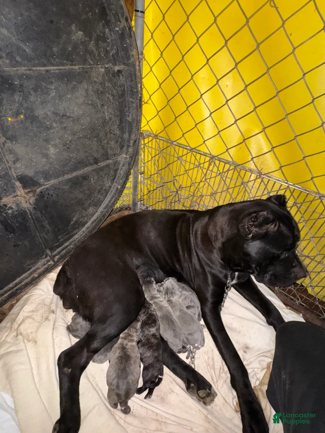 Cane Corso dogs for sale: Cane Corso 4 - Ad 1
