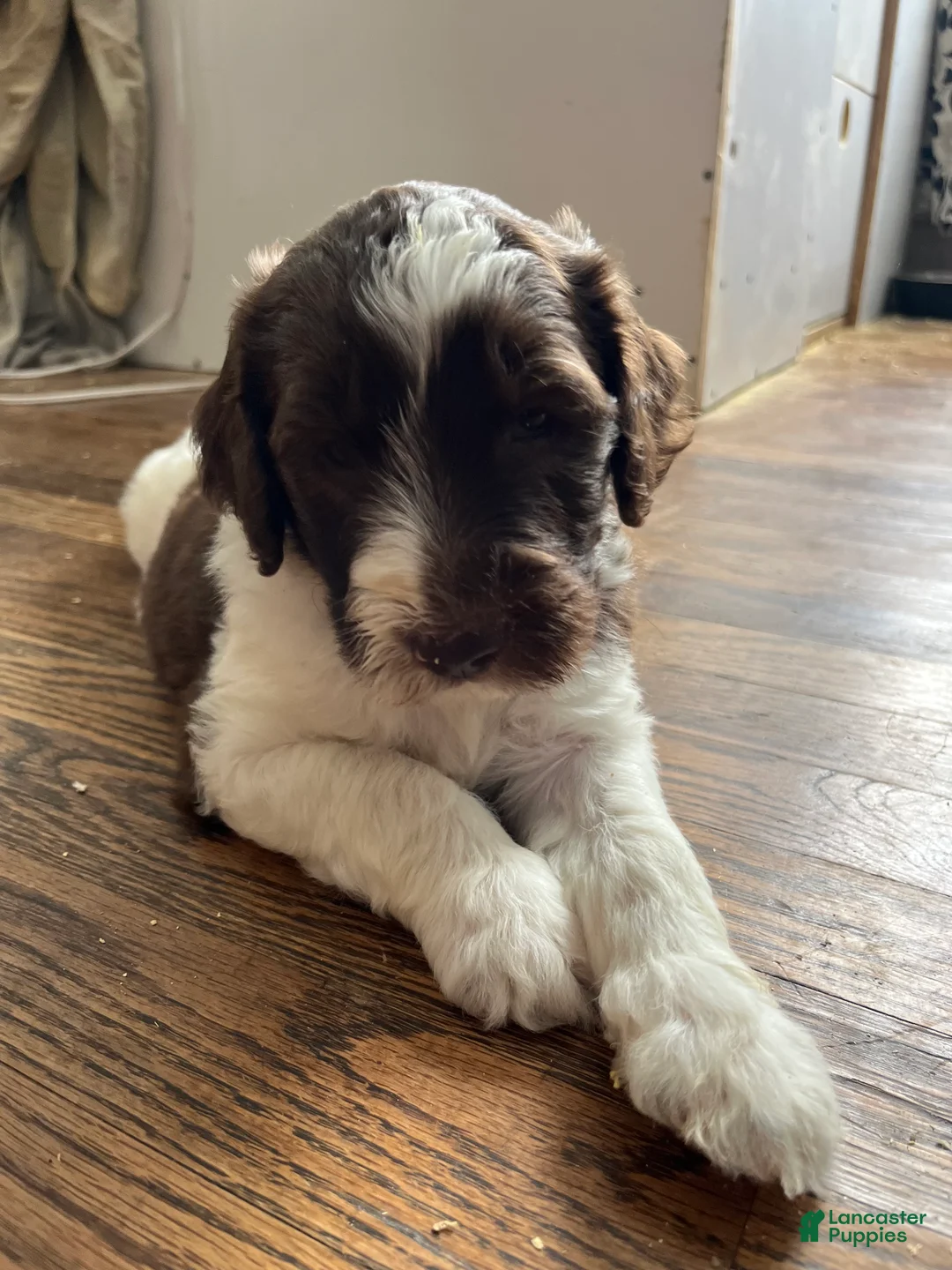 Sheepadoodle dogs for sale: Sheepadoodle Puppy Bay - Ad 2