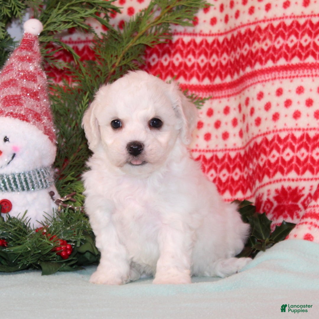 Bichpoo dogs for sale: Yolonda - Ad 2