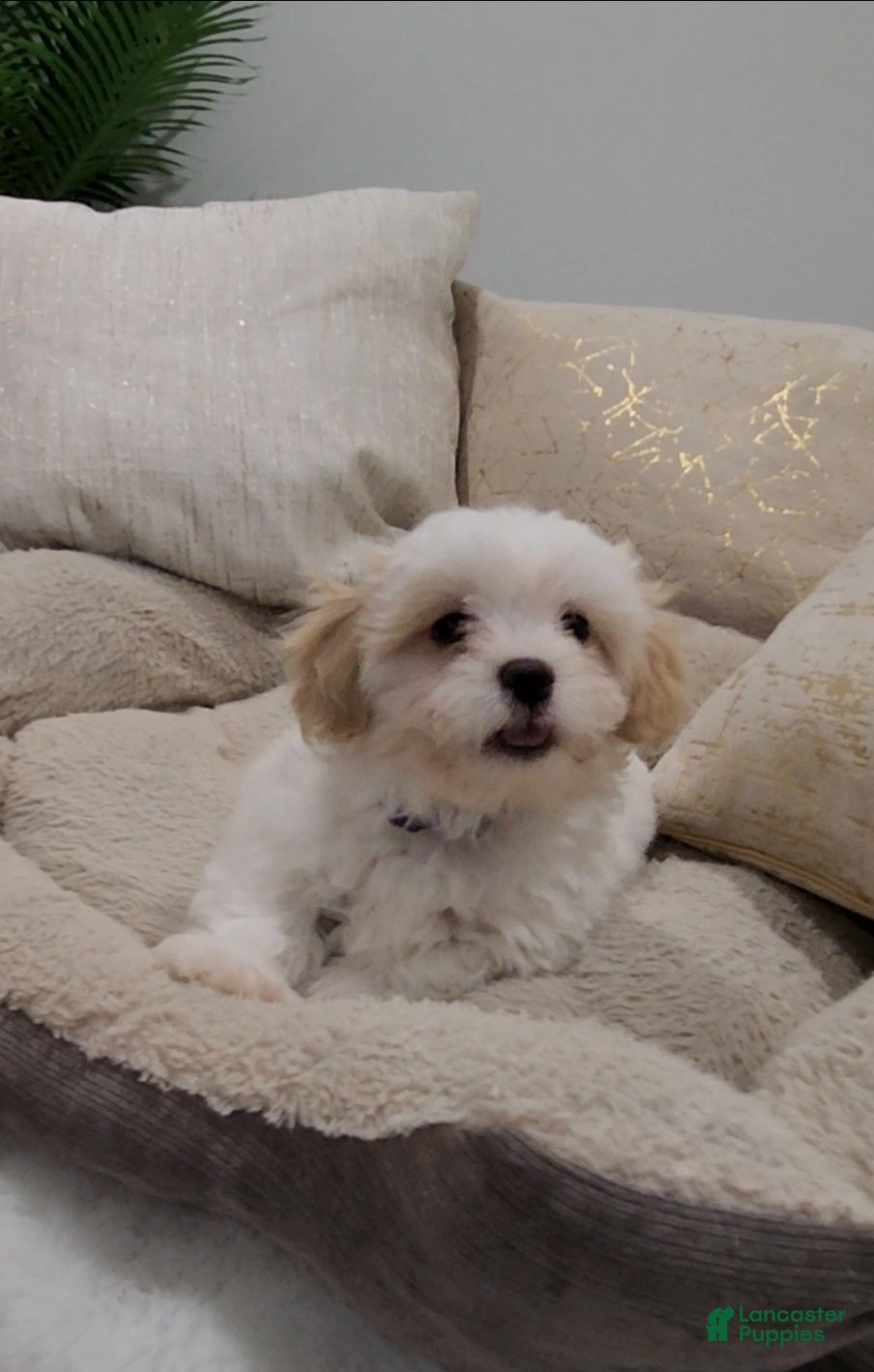 Shihpoo dogs Duke  - Ad 26