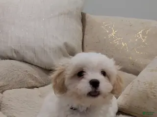 Shihpoo dogs Duke - Ad 26