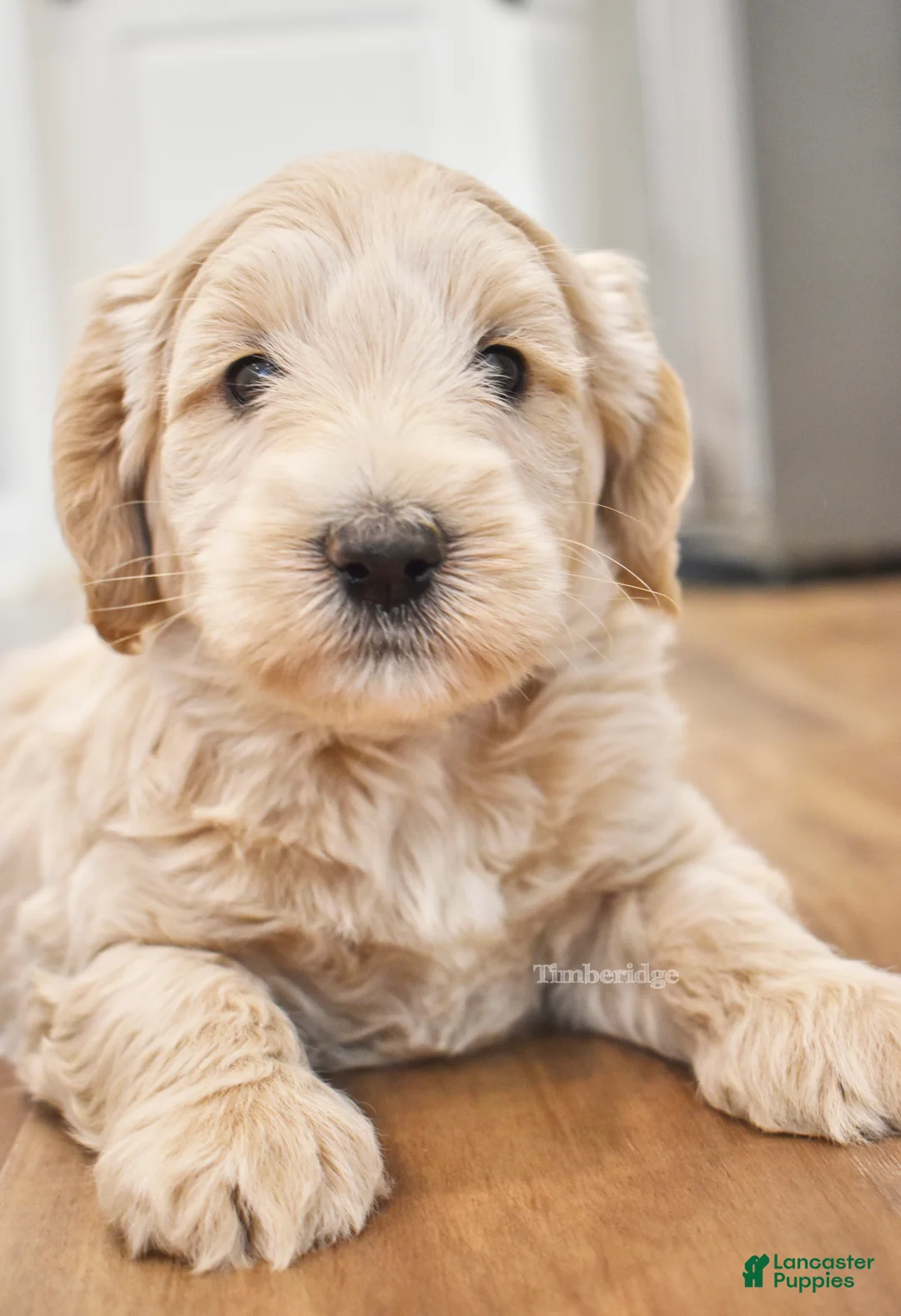 Goldendoodle dogs for sale: Taz - OFA & genetic parents - Ad 1