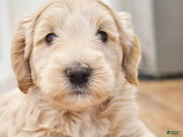 Goldendoodle dogs for sale: Taz - OFA & genetic parents - Ad 1