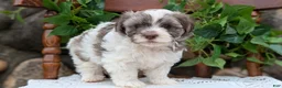 Havanese dogs for sale:  Nash - Ad 5
