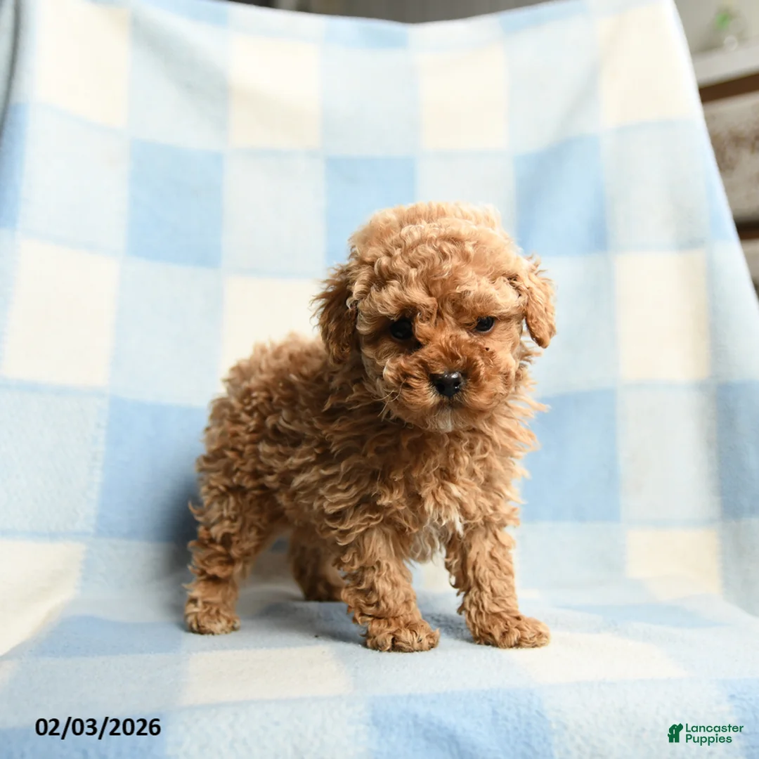 Toy Poodle dogs for sale: Abel - Ad 3
