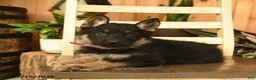 German Shepherd dogs for sale: Jeremiah  - Ad 3
