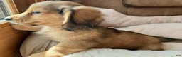 Miniature Dachshund dogs for sale: Coco Bean of St. Wiggles - Ad 6