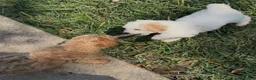 Mixed Breed dogs for sale: Dover - Ad 3