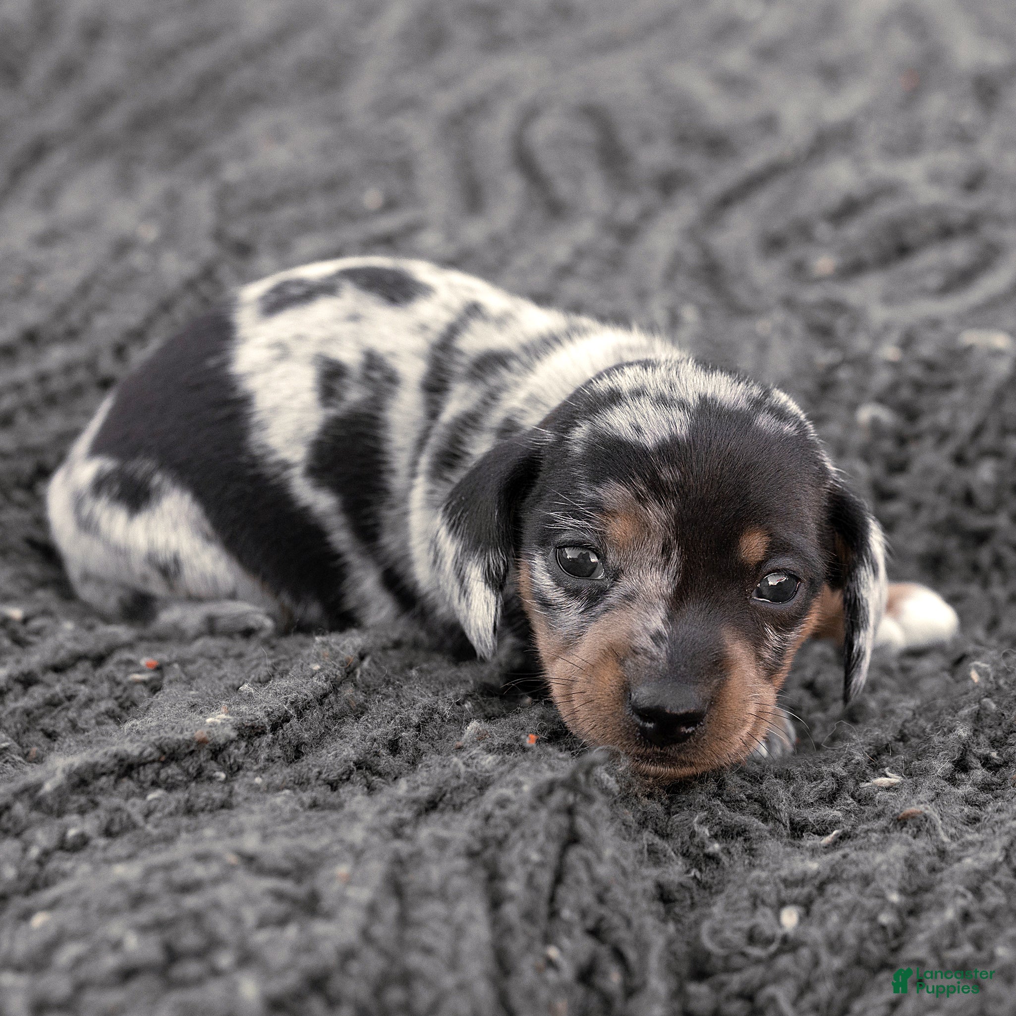 Miniature Dachshund dogs for sale: Snoopy Miniature Dachshund  - Ad 1
