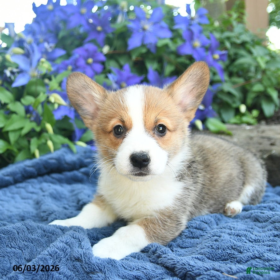 Welsh Corgi Pembroke dogs for sale: Petunia - Ad 4