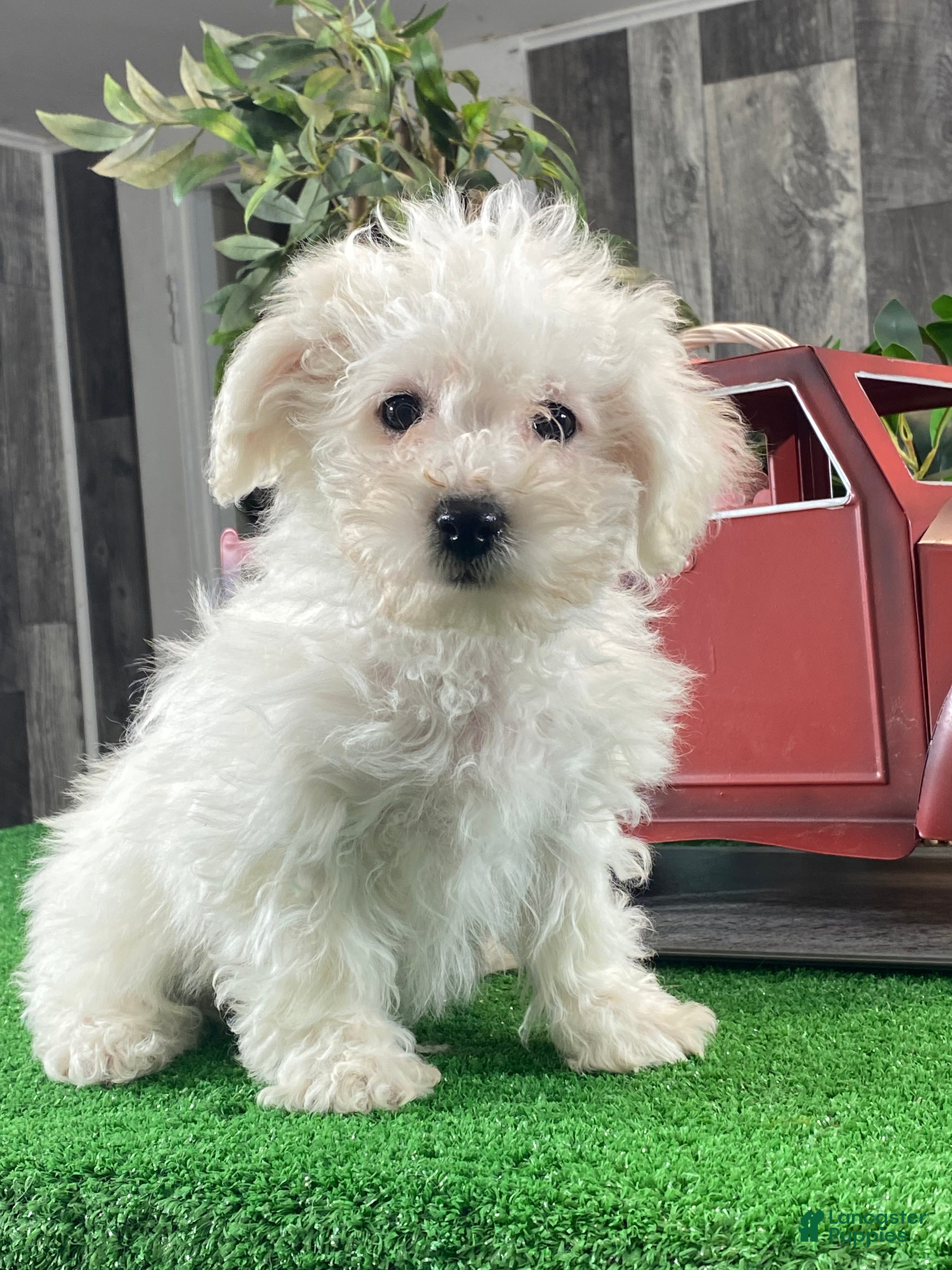 Bichon Frise dogs Betty - Ad 2