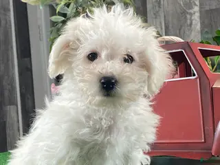 Bichon Frise dogs Betty - Ad 9