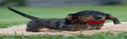Miniature Dachshund dogs for sale: Maxco - Ad 4