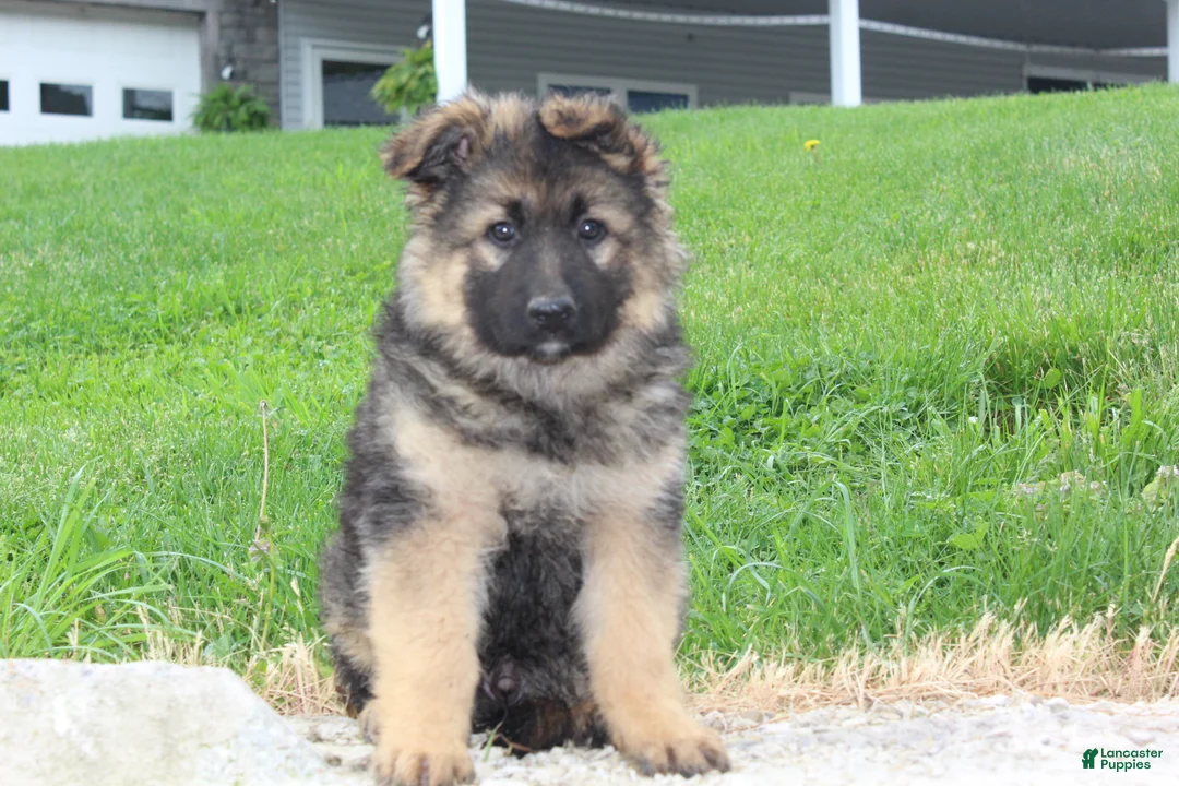 German Shepherd dogs for sale: Evan - Ad 1