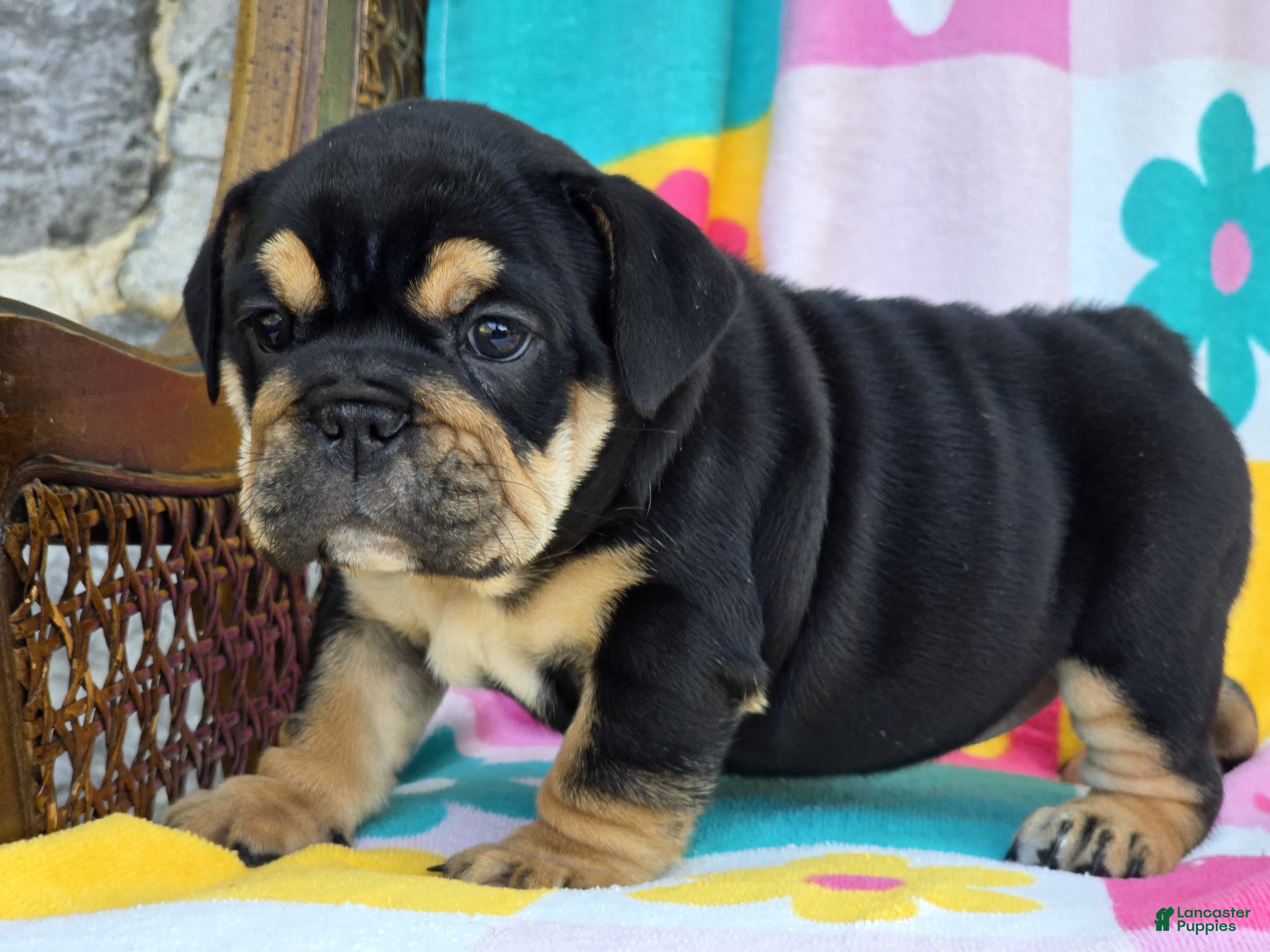 English Bulldog dogs Star - Ad 1