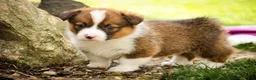 Welsh Corgi Pembroke dogs for sale: Gideon - Ad 8