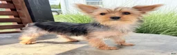 Yorkshire Terrier dogs for sale: Archie - Ad 3