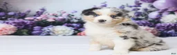 Australian Shepherd dogs for sale: Luci - Ad 4