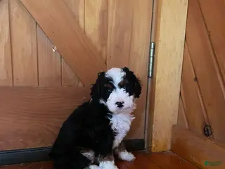 Mini Bernedoodle dogs Mini Bernedoodle Puppy 2 - Ad 21