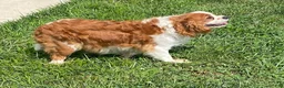 Cavapoo dogs for sale: Niles - Ad 4