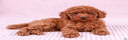 Toy Poodle dogs for sale: Saffron - Ad 8