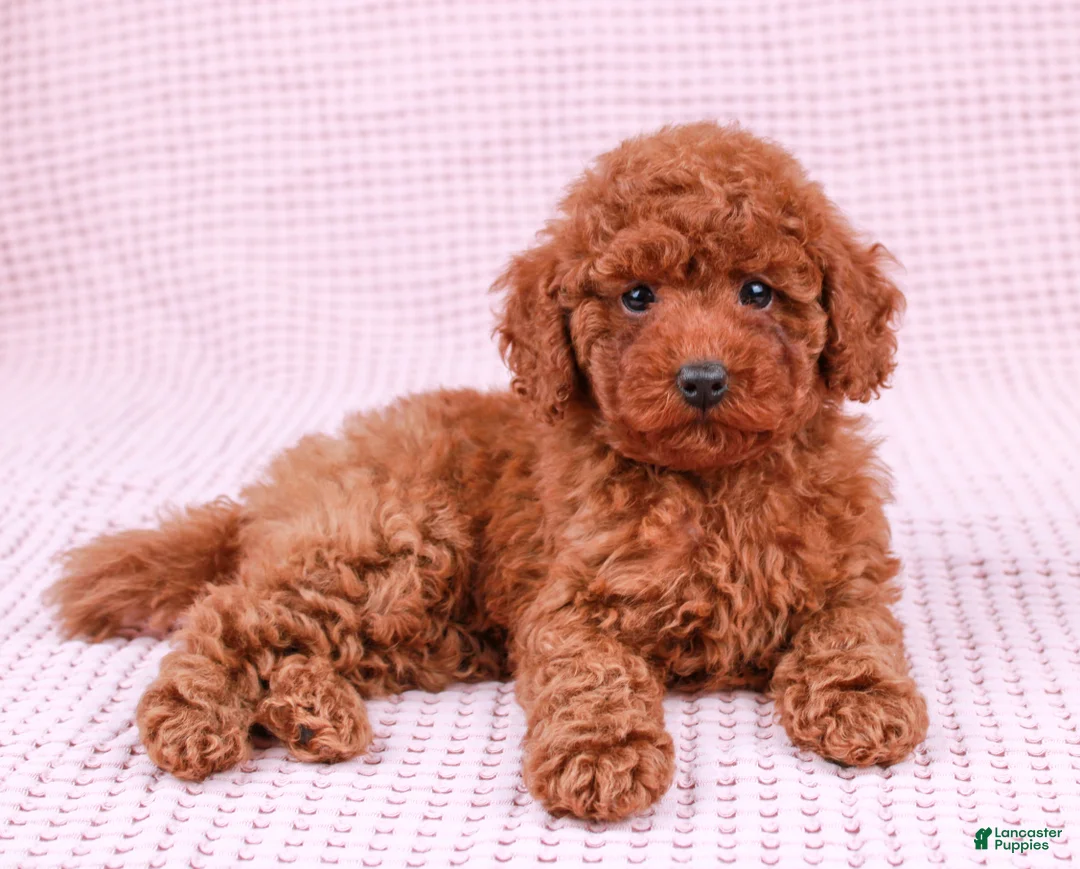 Toy Poodle dogs for sale: Saffron - Ad 8