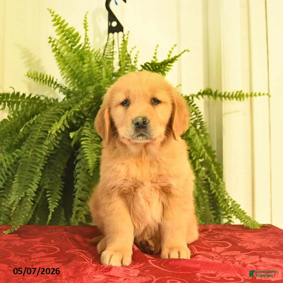 Golden Retriever dogs for sale: Windsor  - Ad 1