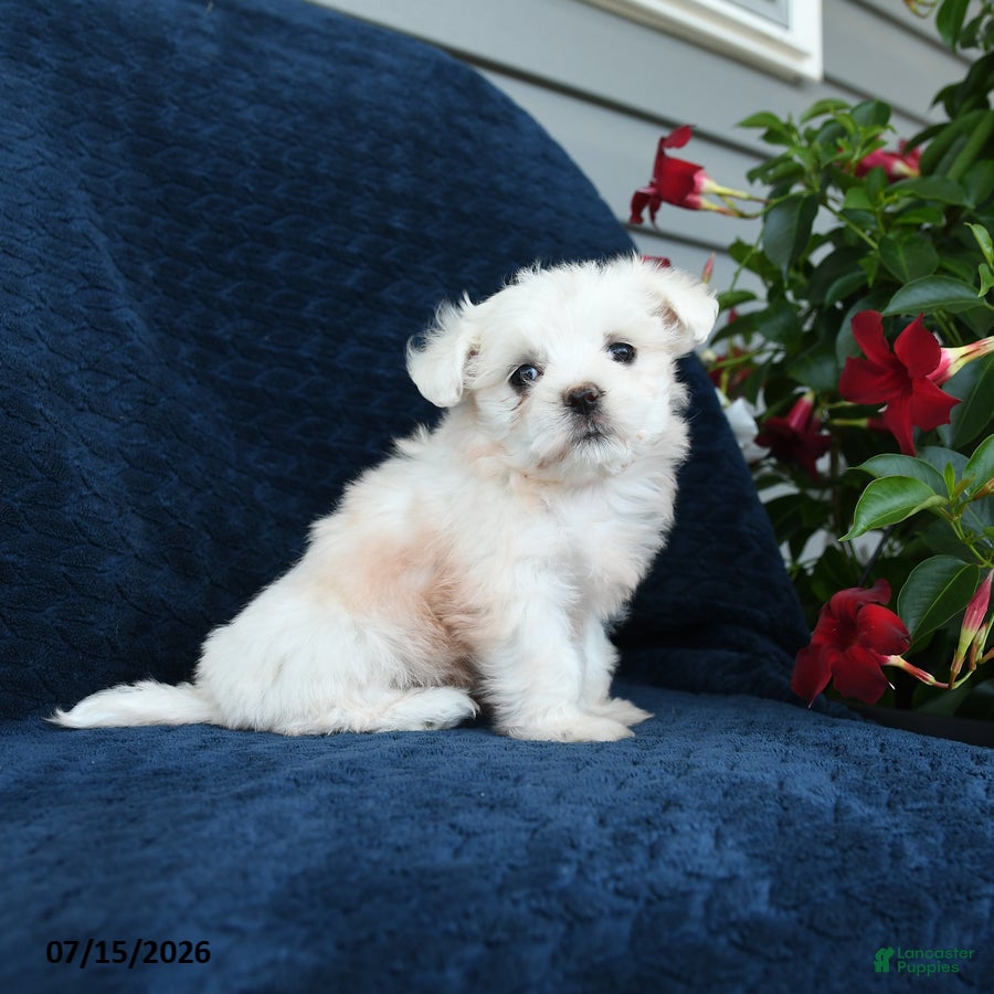 Maltese dogs Lily - Ad 2