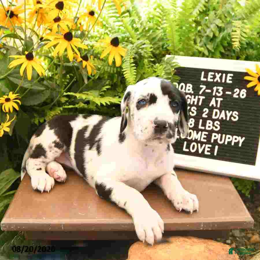 Great Dane dogs Lexie - Ad 2
