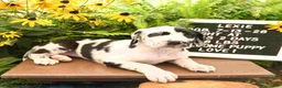 Great Dane dogs for sale: Lexie - Ad 2