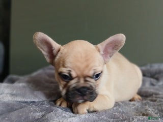 French Bulldog dogs French Bulldog Puppy 2 - Ad 18
