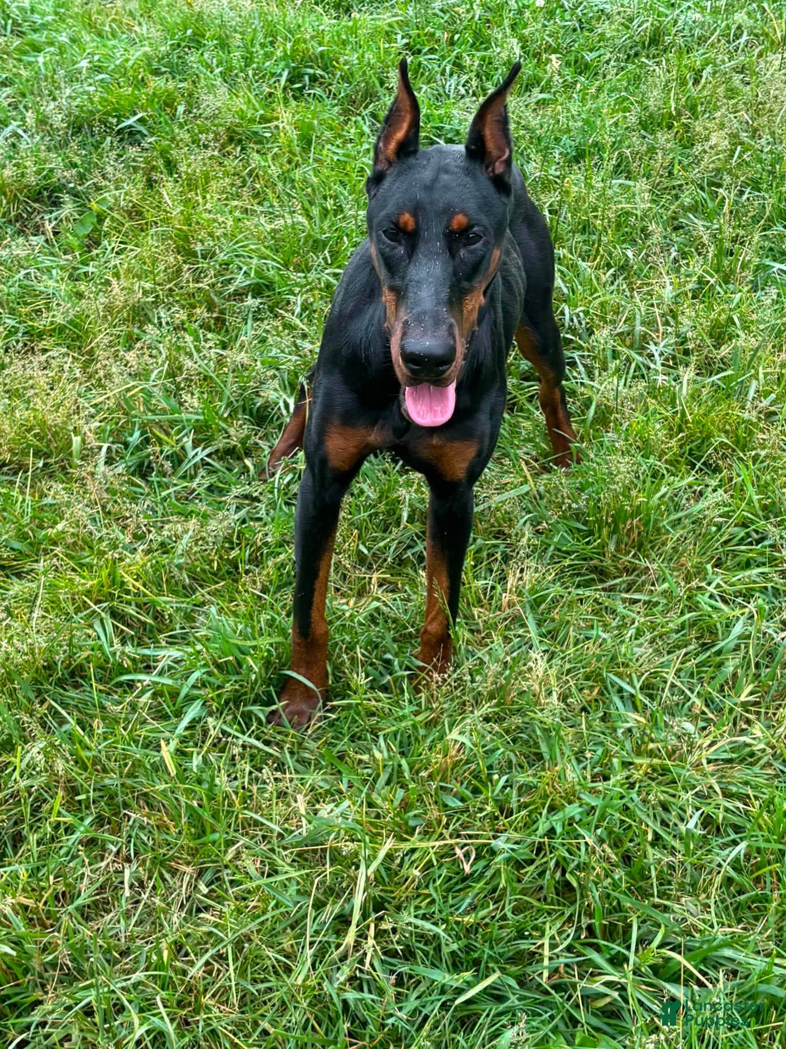 Doberman Pinscher dogs for sale: Rushka akc - Ad 4